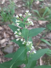 Vincetoxicum hirundinaria