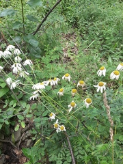 Tanacetum corymbosum