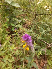 Melampyrum nemorosum