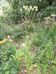 Tanacetum corymbosum