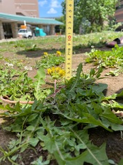 Taraxacum officinale