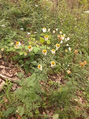 Tanacetum corymbosum