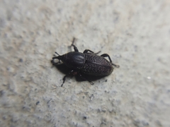 Sphenophorus cicatristriatus