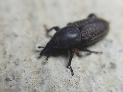 Sphenophorus cicatristriatus