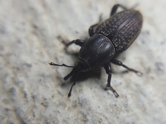 Sphenophorus cicatristriatus
