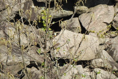 Pterorhinus lanceolatus