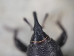 Sphenophorus cicatristriatus