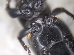 Sphenophorus cicatristriatus