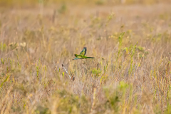 Pezoporus wallicus wallicus