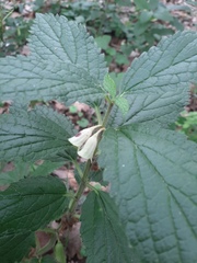 Melittis melissophyllum