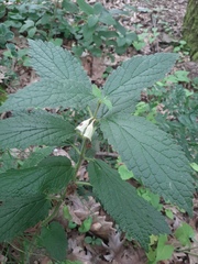 Melittis melissophyllum