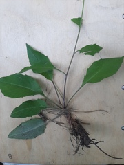 Hieracium lachenalii