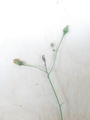 Hieracium lachenalii
