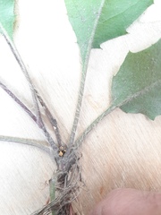 Hieracium lachenalii