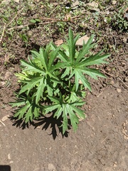 Cacaliopsis nardosmia