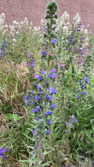 Echium vulgare