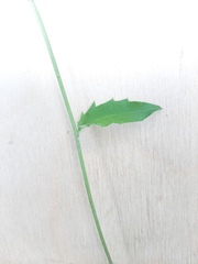 Hieracium lachenalii