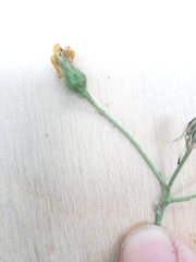 Hieracium lachenalii