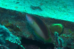 Austrolabrus maculatus