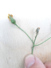 Hieracium lachenalii