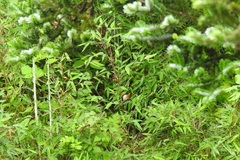 Sinosuthora conspicillata