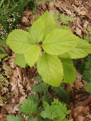 Melittis melissophyllum