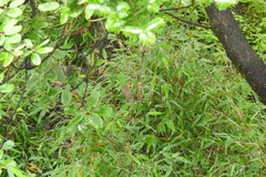 Sinosuthora conspicillata