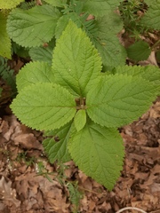 Melittis melissophyllum