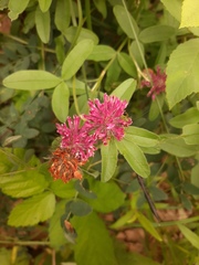 Trifolium medium