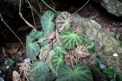 Begonia ningmingensis