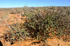 Drosanthemum curtophyllum