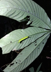 Macroglossum poecilum