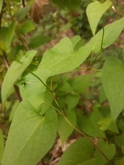 Fallopia convolvulus