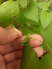 Fallopia convolvulus