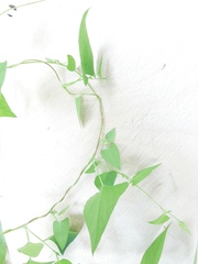 Fallopia convolvulus