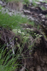 Laserpitium peucedanoides