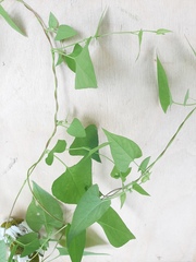Fallopia convolvulus