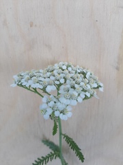 Achillea millefolium