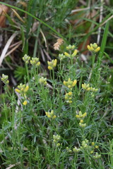 Genista radiata
