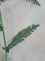 Achillea millefolium