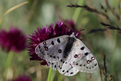 Parnassius apollonius