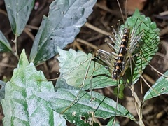 Thereuopoda clunifera