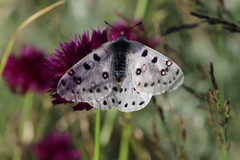 Parnassius apollonius
