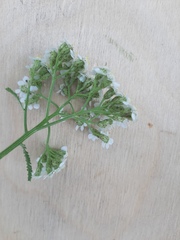 Achillea millefolium