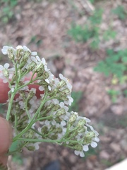Achillea millefolium