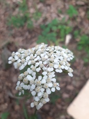 Achillea millefolium