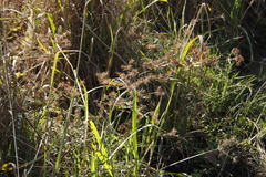 Cyperus keniensis