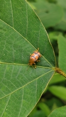 Podontia dalmani