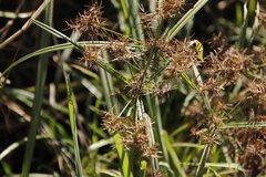 Cyperus keniensis