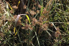 Cyperus keniensis